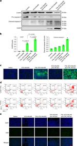 MHC Class I (H-2Kd) Antibody in Flow Cytometry (Flow)