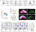 MHC Class I (H-2Kd) Antibody in Flow Cytometry (Flow)