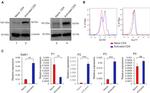 Nur77 Antibody in Flow Cytometry (Flow)