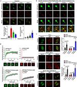 Nur77 Antibody in Immunocytochemistry (ICC/IF)