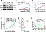 CD274 (PD-L1, B7-H1) Antibody in Flow Cytometry (Flow)