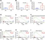 Perforin Antibody in Flow Cytometry (Flow)