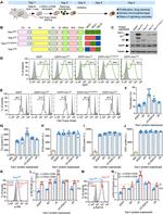 CD278 (ICOS) Antibody in Flow Cytometry (Flow)