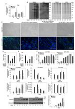 Myosin 4 Antibody in Western Blot (WB)