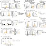 EGR2 Antibody in Flow Cytometry (Flow)