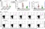 IL-21 Antibody in Flow Cytometry (Flow)