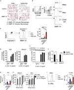 IL-4 Antibody in Flow Cytometry (Flow)