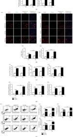 TNF alpha Antibody in Flow Cytometry (Flow)