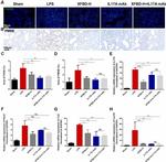 IL-17A Antibody in Neutralization (Neu)