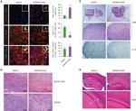 IL-17A Antibody in Immunohistochemistry (IHC)