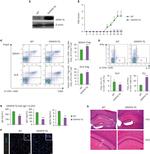 IL-17A Antibody in Flow Cytometry (Flow)