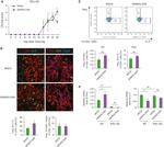 IL-17A Antibody in Flow Cytometry (Flow)