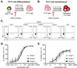 IL-17A Antibody in Flow Cytometry (Flow)