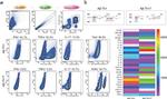 IFN gamma Antibody in Flow Cytometry (Flow)