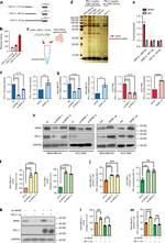 IFN gamma Antibody in Flow Cytometry (Flow)