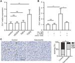 TGF beta-1,2,3 Antibody in Neutralization (Neu)