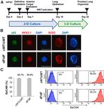 CD326 (EpCAM) Antibody in Flow Cytometry (Flow)