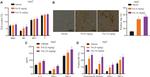 Perforin Antibody in Flow Cytometry (Flow)