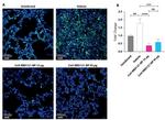 Ly-6G Antibody in Immunocytochemistry, Immunohistochemistry (Paraffin) (ICC/IF, IHC (P))