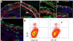 CD117 (c-Kit) Antibody in Flow Cytometry (Flow)