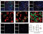 SOX2 Antibody in Immunohistochemistry (IHC)