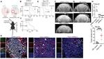 SOX2 Antibody in Immunohistochemistry (IHC)