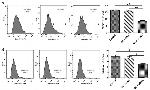 CD279 (PD-1) Antibody in Flow Cytometry (Flow)