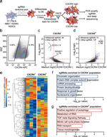 CD184 (CXCR4) Antibody in Flow Cytometry (Flow)