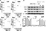 MiTF Antibody in Western Blot (WB)