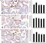 eNOS Antibody in Immunohistochemistry (IHC)