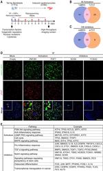 Cardiac Troponin T Antibody in Immunocytochemistry (ICC/IF)