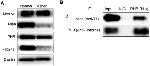 Prohibitin Antibody in Western Blot (WB)