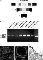 PMCA2 ATPase Antibody in Immunohistochemistry (IHC)