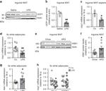 UCP1 Antibody in Western Blot (WB)