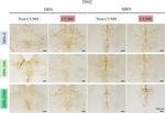 TPH2 Antibody in Immunohistochemistry (IHC)