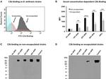 Complement C3b Antibody in Western Blot, Flow Cytometry (WB, Flow)