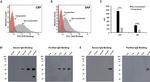 CRP Antibody in Flow Cytometry (Flow)