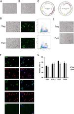 PLZF Antibody in Immunocytochemistry (ICC/IF)