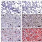 HMOX1 Antibody in Immunohistochemistry (IHC)