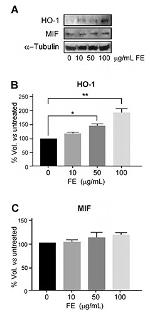 HMOX1 Antibody in Western Blot (WB)