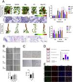 ZO-1 Antibody in Immunocytochemistry (ICC/IF)