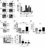 CCDC64 Antibody in Western Blot (WB)