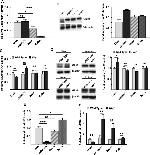 GLUT9 Antibody in Western Blot (WB)