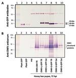 GFP Antibody in Western Blot (WB)