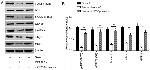 beta Catenin Antibody in Western Blot (WB)