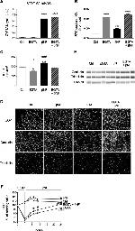 MARVELD2 Antibody in Western Blot, Immunocytochemistry (WB, ICC/IF)