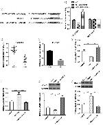 DACH1 Antibody in Western Blot (WB)