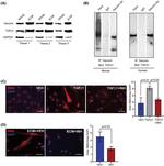 Decorin Antibody in Western Blot, Immunoprecipitation (WB, IP)