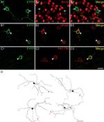 Opsin 4 Antibody in Immunocytochemistry (ICC/IF)