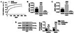 USP51 Antibody in Western Blot (WB)